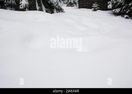 Neve fresca profonda e immacolata in una foresta di abete rosso Foto Stock