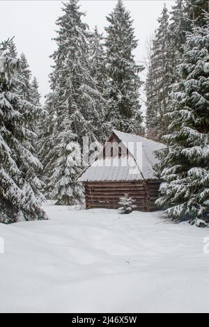 Capanna di legno con un piccolo albero di abete rosso in una foresta di abete rosso con neve fresca profonda Foto Stock