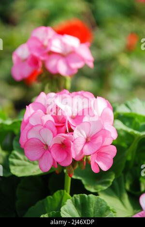 Pelargonium rosa - Fiori di Geranio che mostrano il loro bel dettaglio petalo nel giardino con uno sfondo verde Foto Stock