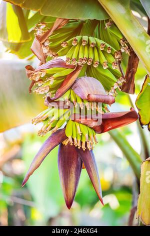 piantagione di banane con frutta verde non matura in azienda. Agricoltura nei tropici Foto Stock