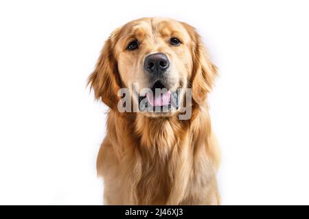Ritratto sorridente Golden Retriever su sfondo bianco Foto Stock