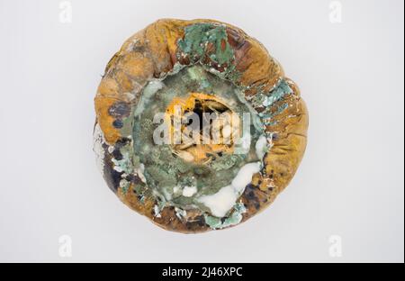 Vista dall'alto di una zucca marciume ricoperta di muffa verde e bianca su sfondo bianco. Foto Stock