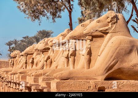 Famoso vicolo di sfingi Karnak con una testa di capra a Luxor o Tebe antica. Destinazioni di viaggio in Egitto Foto Stock