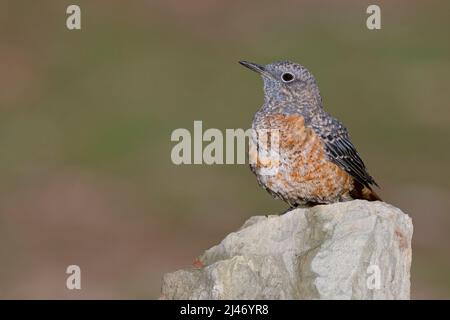 Rufous-tailed Rock-Thrush Foto Stock