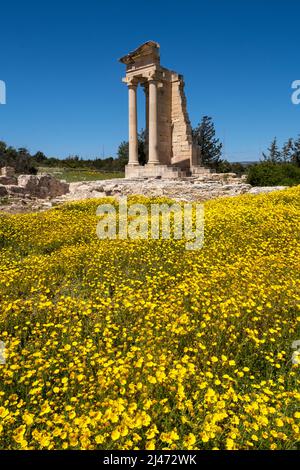 Un tappeto di margherite corone (Glebionis coronaria) fiori al te.mple di Apollo, Santuario di Apollon Hylates, Kourion, Episkopi, Repubblica di Cipro Foto Stock