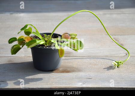 Fioritura di Venus Flytrap pianta che mostra il suo gambo di fiore lungo. Primo piano di Dionaea Muscipola in una pentola Foto Stock