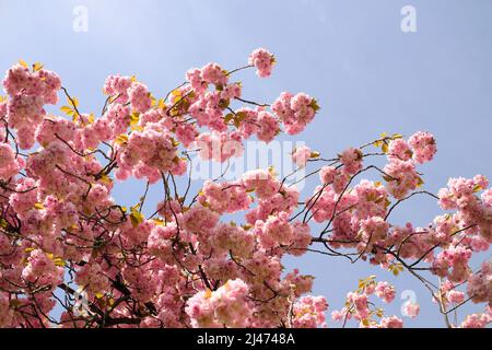 La primavera è arrivata con fiori di ciliegi su un albero di ciliegi, concetto di natura stagionale Foto Stock