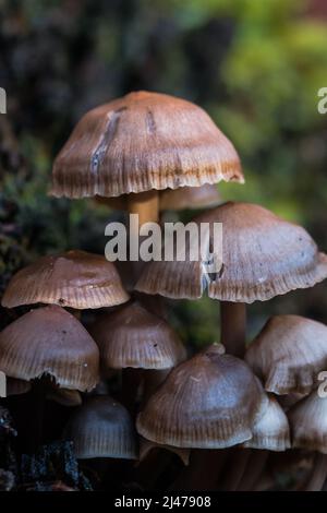 I funghi gareggiano l'uno contro l'altro per crescere il più alto nel bosco autunnale Foto Stock