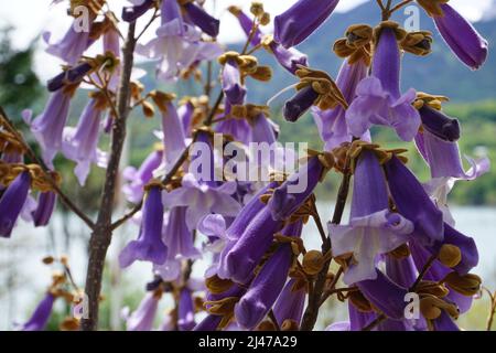 primo piano di colorati fiori viola su albero Foto Stock