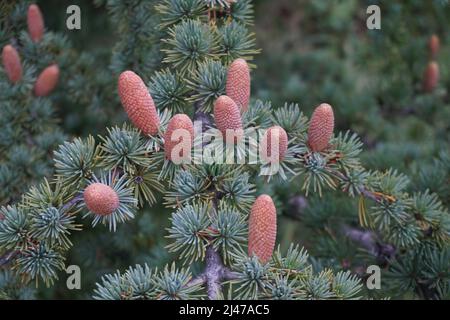 primo piano di piccoli coni di pino marrone gemme su albero Foto Stock