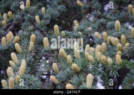 primo piano di piccoli coni di pino verde gemme sull'albero Foto Stock