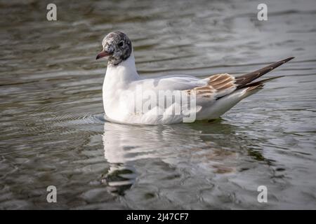 Gabbiano a testa nera (Chromicocephalus ridibundus) piumaggio invernale Foto Stock