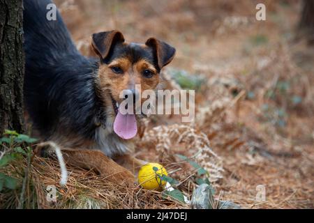 nero cantina cucciolo cane, giocando con la sua palla gialla e fissando la macchina fotografica con la lingua fuori. obbedienza allenamento ed esercizio in natura. Copyspa Foto Stock