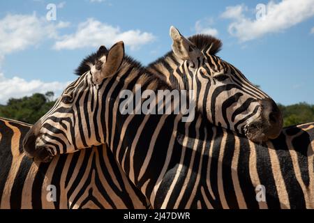 Zebra di Burchel, Equus Quagga Burchelli, in Sudafrica. Foto Stock
