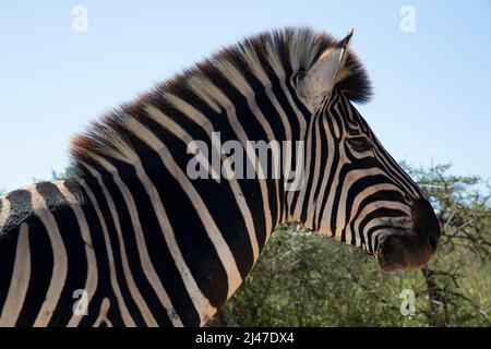 Zebra di Burchel, Equus Quagga Burchelli, in Sudafrica. Foto Stock