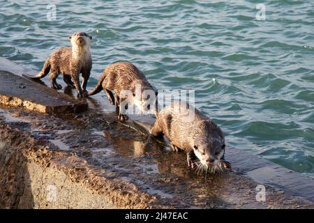 Una donna e due cuccioloni africani senza legge, Aonyx capensis, a Capo Agulhas in Sudafrica. Foto Stock