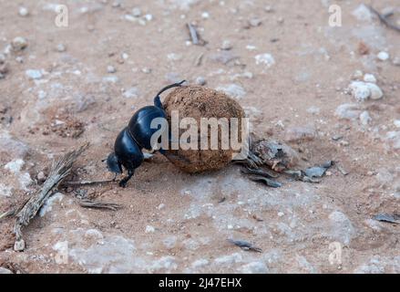 Un fagiolo di sterco senza luce, Circellium Bacchus, spinge una palla di sterco arrotolata attraverso una strada sterrata al Parco degli Elefanti di Addo, Sudafrica. Foto Stock