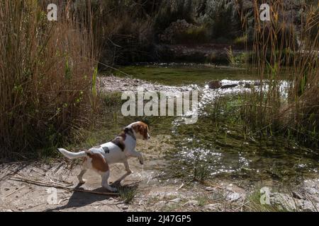 cane beagle che gioca con acqua di fiume Foto Stock