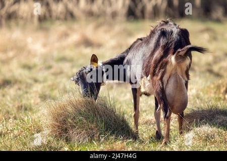 Una capra marrone scuro dai capelli lunghi con un corno e una grande mammella. Capra libero-gamma che pascola su una piccola fattoria rurale biologica di caseificio. Foto Stock