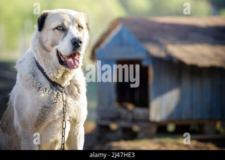 Bel cane asiatico bianco vicino alla cabina blu in una giornata di sole. Casa per un animale. Messa a fuoco selettiva. Foto Stock