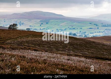 Regno Unito, Inghilterra, Yorkshire. Settembre Heather in Yorkshire Dales. Bruciando controllato per stimolare una nuova crescita per il gallo cedrone. Foto Stock