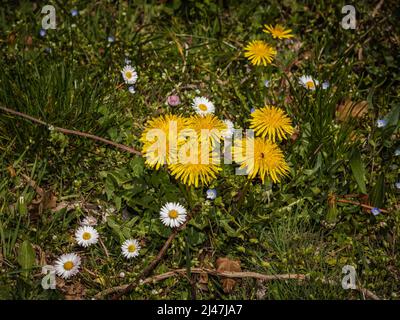 Dente di leone giallo nel giardino Foto Stock