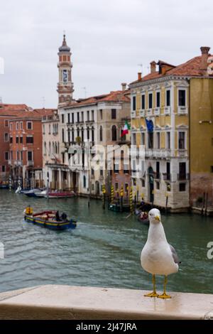 Seagull si erge ai margini del Ponte di Rialto e si affaccia sul Canal Grande di Venezia Foto Stock