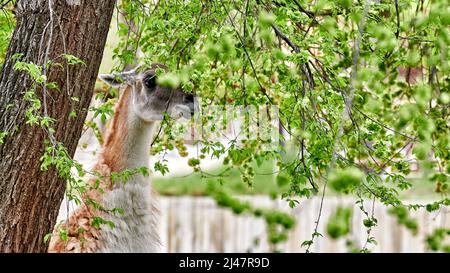 Lama (lama glama), animale della famiglia Camelidae, allevato sulle gambe mangiando dalle foglie di un albero Foto Stock