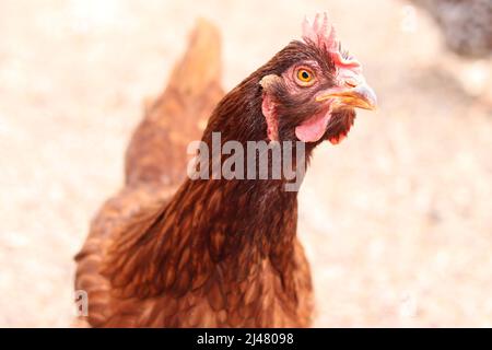 Primo piano di un pollo rosso Rhode Island in una fattoria a conduzione familiare a Gilbert, Arizona. Foto Stock
