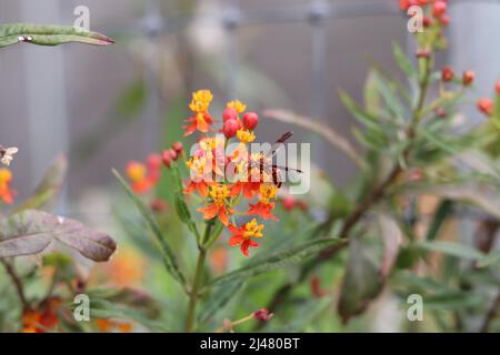 Primo piano di alcuni alberi da latte tropicali o Asclepias curassavica fiori con una comune carta wasp in un giardino a Gilbert, Arizona. Foto Stock