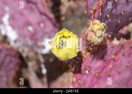 Primo piano di un giallo parzialmente aperto Santa Rita Prickly Pero o Opuntia gosseliniana con un'ape feeding lefledcutter. Foto Stock