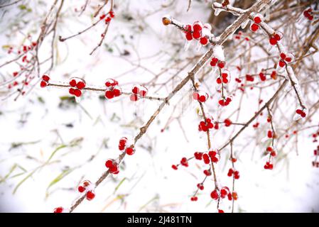 Bacche rosse surgelate su un ramo in ghiaccio e neve in una giornata invernale Foto Stock