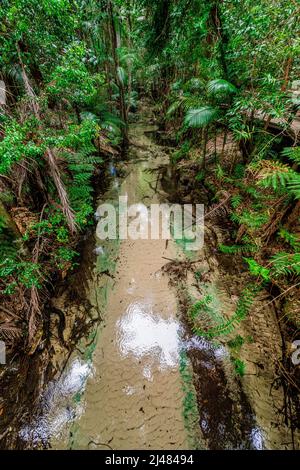 Wanggoolba Creek con le sue acque cristalline si snoda attraverso la valle della foresta pluviale vicino alla stazione centrale di Fraser Island, Queensland, Australia Foto Stock