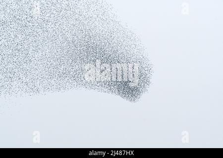 Mormurazione degli starlings Foto Stock