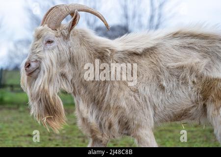 Capra (Capra hircus) con corna e una grande barba al Red Caboose Motel & Restaurant Petting Zoo nella contea di Lancaster, Pennsylvania. (USA) Foto Stock