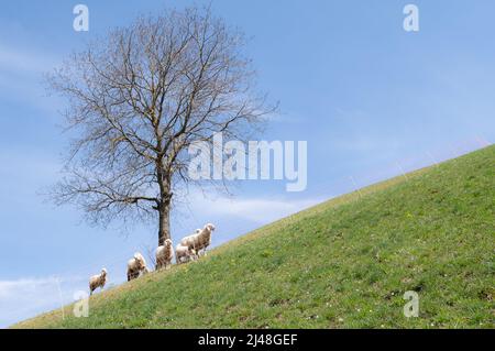 Alcune pecore sotto una pianta in un prato Foto Stock