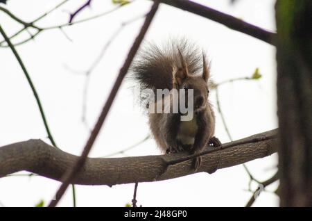 Uno scoiattolo rosso eurasiatico (Sciurus vulgaris) su un albero nelle foreste dei Monti Cappatiani in Romanaia. Alcuni di questi scoiattoli rossi sono noti a. Foto Stock