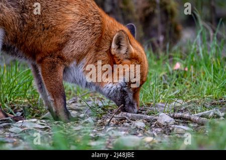 Una magnifica volpe rossa selvaggia, Vulpes vulpes, nella foresta di primavera. Foto Stock