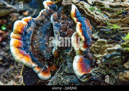 Fungo inonotus radiatus, fungo sull'albero Foto Stock