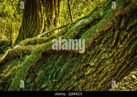 Radici di edera e muschio abbracciano un tronco coperto di edera. Abruzzo, Italia, Europa Foto Stock