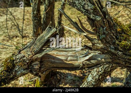 Ramo asciutto, incrinato e rotto con muschio e licheni sulla parte superiore. Abruzzo, Italia, Europa Foto Stock