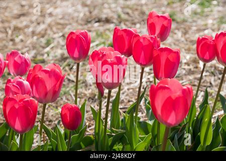 Primo piano di tulipani luminosi con teneri petali rossi e foglie verdi che crescono sui gambi in giardino nella giornata estiva soleggiata Foto Stock