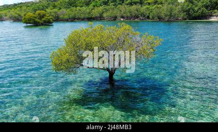 Foto vacanza colorata con un albero di mangrovie verde soldo nel mezzo dell'oceano pieno di acqua verde blu. Il cielo nuvoloso Foto Stock