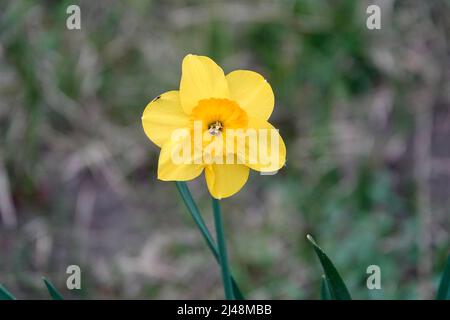 Foto di narcisi di fiore giallo. Sfondo narciso di Daffodil con germogli gialli e foglie verdi. Foto Stock