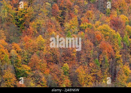 Foresta d'autunno, molti alberi in collina, quercia arancione, betulla gialla, abete rosso verde, Boemia Svizzera Parco Nazionale, Repubblica Ceca. Bellissimo paesaggio autunnale Foto Stock