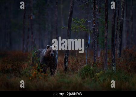 Alberi d'autunno con orso. Notte natura Orso nascosto nella foresta. Bellissimo orso bruno che cammina intorno al lago con colori autunnali. Animale pericoloso, nebbia scura WO Foto Stock