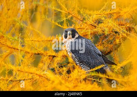 Peregrine Falcon in larice giallo autunno. Uccello di preda Peregrine Falcon seduta nella foresta arancione autunno. Uccello carino in legno autunnale., ritratto di dettaglio Foto Stock