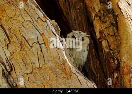 Uccello dall'India. Gufo di pesce seduto su albero nella foresta tropicale verde scuro. Immagine del gufo notturno. Gufo indiano scops, Otus bakkamoena, uccello raro da Asia. Poll Foto Stock