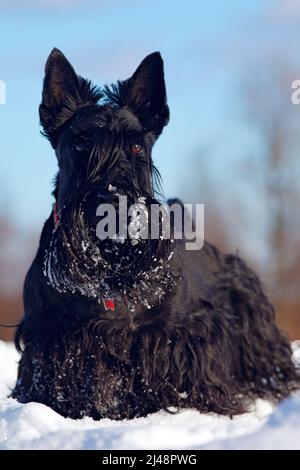 Black Scottish Terrier, seduto sulla neve durante l'inverno. Scena del cane d'inverno con neve. Cane scuro in giorno sonny in inverno freddo. Animale carino nella neve. Whit Foto Stock
