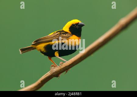 Villaggio Weaver, Ploceus cullatus, uccello giallo e nero da Uganda, Africa. Fauna selvatica scena dalla natura. Tessitore seduto sull'albero. Animale in fores Foto Stock